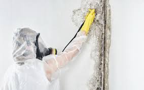 Why You Should Choose Our Mold Remediation Services in Laguna Vista, TX